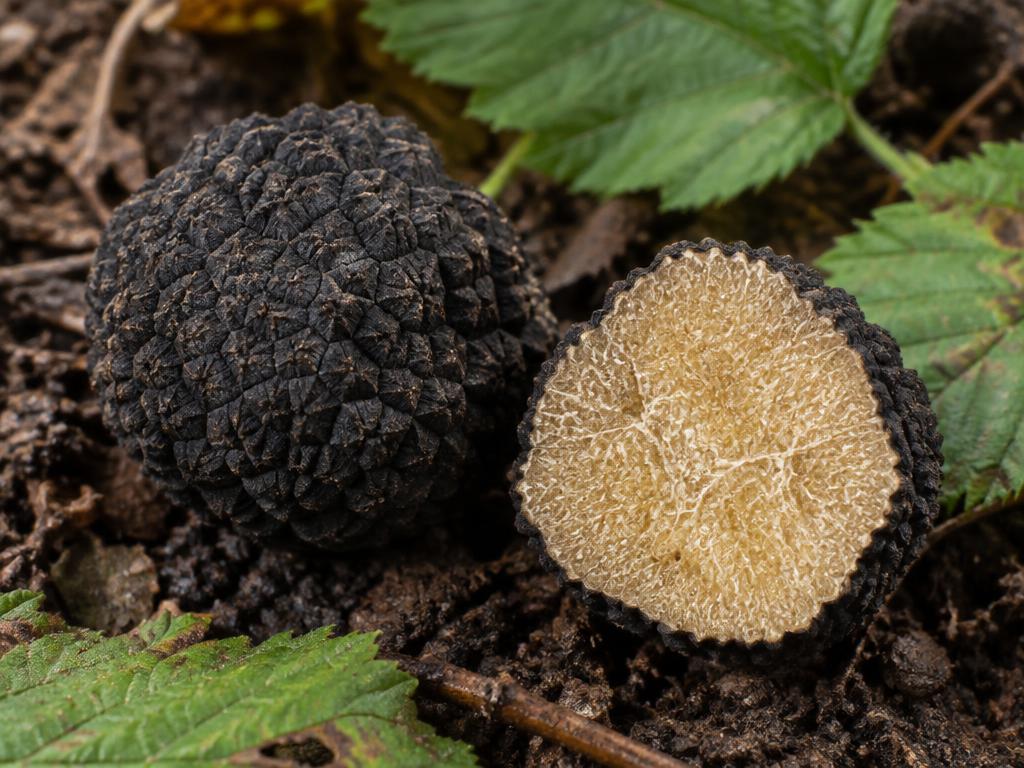 Tartufo: Scorzone Estivo (Tuber aestivum Vitt.)